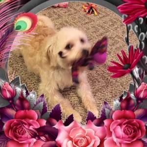 Meet your Posher, Jean